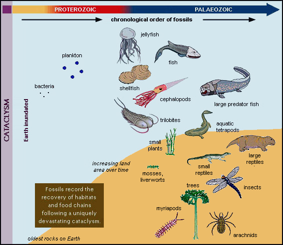 Food webs and ecosystems appear suddenly from the Cambrian onwards