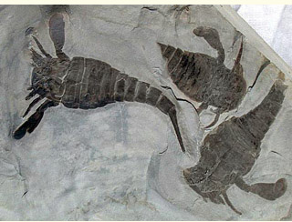 Eurypterus remipes, Silurian period, Fiddlers Green Formation, Herkimer County, NY (image: Langs Fossils)