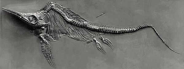 Ichthyosaurs
