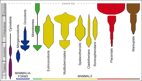 Mammalian Evolution and Triassic Cynodonts