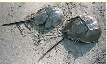 modern horseshoe crabs (Limulus), little changed from those of the Jurassic